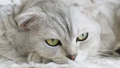 武义县最新的高价找中介取公积金违法吗方法分享(武义县中介取公积金怎么收费教程)